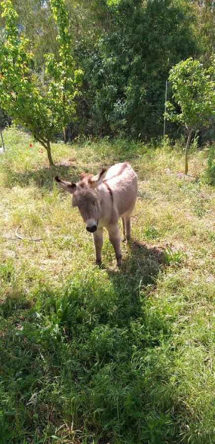 Agriturismo Funtan'Arva Loculi Exteriér fotografie